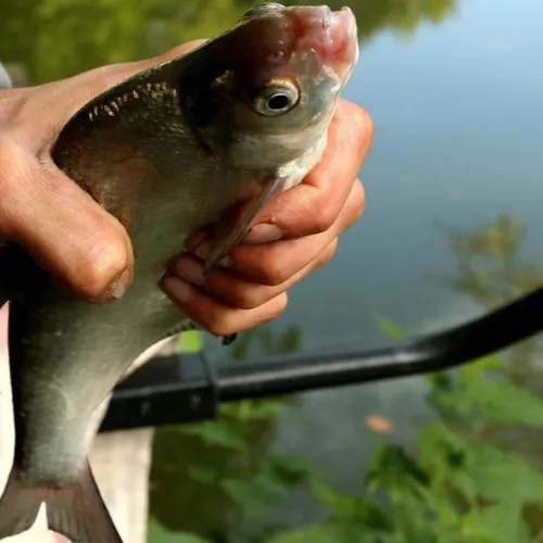 JOURNAL DU SAMEDI 24 AVRIL